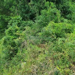 Terreno, no bairro São Giácomo em Caxias do Sul para Comprar