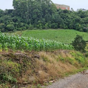 Terreno, no bairro São Giácomo em Caxias do Sul para Comprar