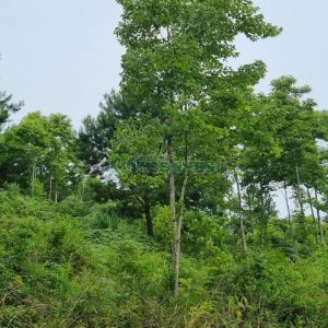 Terreno, no bairro São Giácomo em Caxias do Sul para Comprar