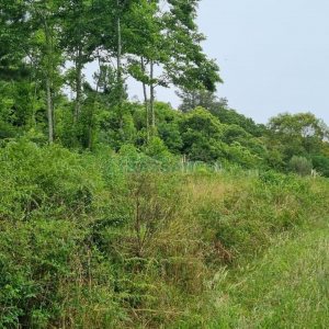 Terreno, no bairro São Giácomo em Caxias do Sul para Comprar