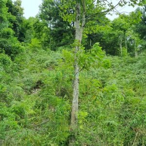 Terreno, no bairro São Giácomo em Caxias do Sul para Comprar