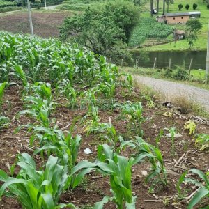 Terreno, no bairro São Giácomo em Caxias do Sul para Comprar