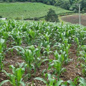 Terreno, no bairro São Giácomo em Caxias do Sul para Comprar