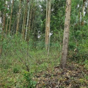 Terreno com 40200m², no bairro São Giácomo em Caxias do Sul para Comprar