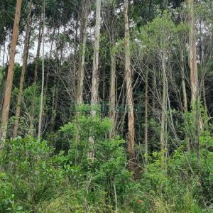 Terreno com 40200m², no bairro São Giácomo em Caxias do Sul para Comprar