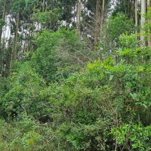 Terreno com 40200m², no bairro São Giácomo em Caxias do Sul para Comprar