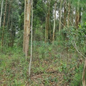 Terreno com 40200m², no bairro São Giácomo em Caxias do Sul para Comprar