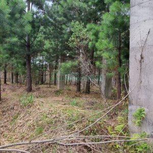 Terreno, no bairro Bela Vista em Caxias do Sul para Comprar