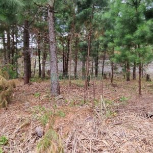 Terreno, no bairro Bela Vista em Caxias do Sul para Comprar