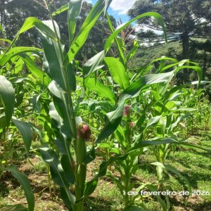 Terreno, no bairro Desvio Rizzo em Caxias do Sul para Comprar