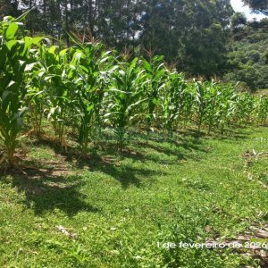 Terreno, no bairro Desvio Rizzo em Caxias do Sul para Comprar