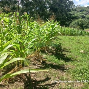Terreno, no bairro Desvio Rizzo em Caxias do Sul para Comprar
