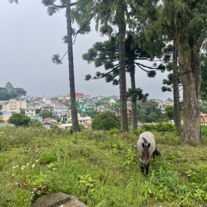 Terreno com 5526m², no bairro Esplanada em Caxias do Sul para Comprar