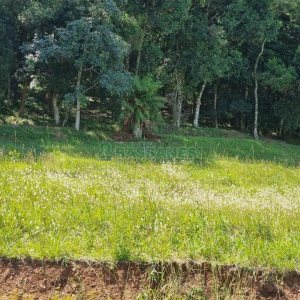 Terreno, no bairro Linha 40 em Caxias do Sul para Comprar