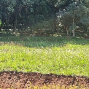 Terreno, no bairro Linha 40 em Caxias do Sul para Comprar