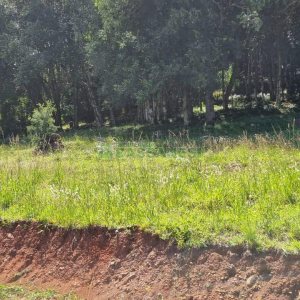 Terreno, no bairro Linha 40 em Caxias do Sul para Comprar