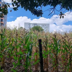 Terreno, no bairro São Luiz em Caxias do Sul para Comprar