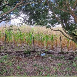Terreno, no bairro São Luiz em Caxias do Sul para Comprar