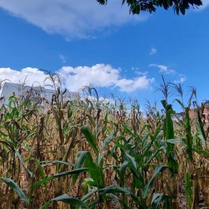 Terreno, no bairro São Luiz em Caxias do Sul para Comprar