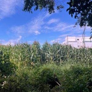 Terreno, no bairro São Luiz em Caxias do Sul para Comprar