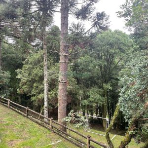 Chácara com 393m², 4 dormitórios, 4 vagas, no bairro Linha 30 em Caxias do Sul para Comprar