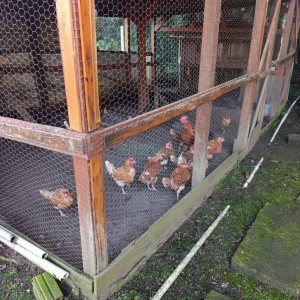 Chácara com 120m², 3 dormitórios, 1 vaga, no bairro Vila Seca em Caxias do Sul para Comprar