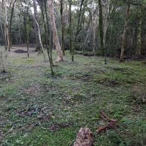 Chácara com 120m², 3 dormitórios, 1 vaga, no bairro Vila Seca em Caxias do Sul para Comprar