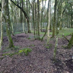 Chácara com 120m², 3 dormitórios, 1 vaga, no bairro Vila Seca em Caxias do Sul para Comprar