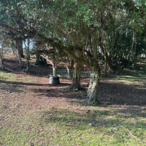 Casa Mobiliada com 300m², 3 dormitórios, 1 vaga, no bairro Vila Seca em Caxias do Sul para Alugar