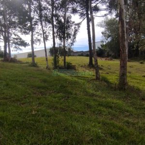 Chácara com 63810m², no bairro Cruzeiro em Caxias do Sul para Comprar