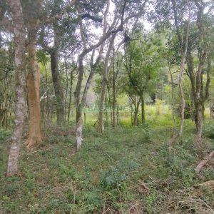 Chácara com 63810m², no bairro Cruzeiro em Caxias do Sul para Comprar