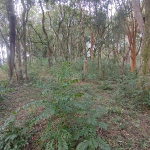 Chácara com 63810m², no bairro Cruzeiro em Caxias do Sul para Comprar