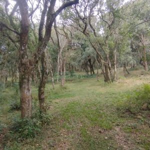 Chácara com 63810m², no bairro Cruzeiro em Caxias do Sul para Comprar