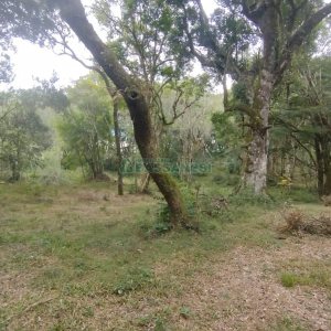 Chácara com 63810m², no bairro Cruzeiro em Caxias do Sul para Comprar