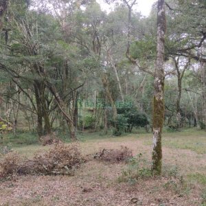 Chácara com 63810m², no bairro Cruzeiro em Caxias do Sul para Comprar