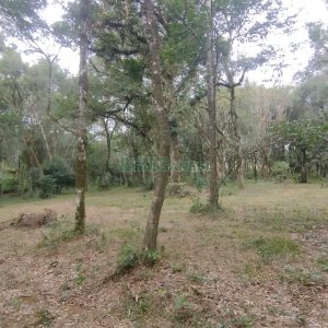 Chácara com 63810m², no bairro Cruzeiro em Caxias do Sul para Comprar