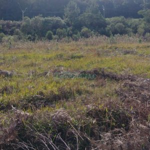 Chácara com 63810m², no bairro Cruzeiro em Caxias do Sul para Comprar