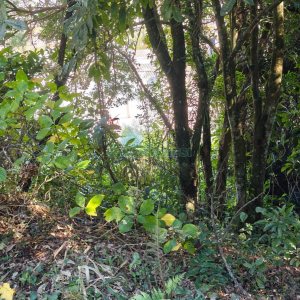Terreno, no bairro Altos do Seminario em Caxias do Sul para Comprar