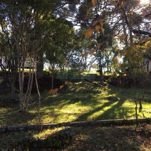 Terreno, no bairro Ana Rech em Caxias do Sul para Comprar