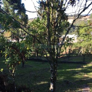 Terreno, no bairro Ana Rech em Caxias do Sul para Comprar
