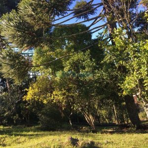 Terreno, no bairro Ana Rech em Caxias do Sul para Comprar