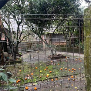 Casa com 200m², 4 dormitórios, 3 vagas, no bairro Nossa Senhora de Lourdes em Caxias do Sul para Alugar