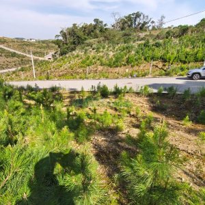 Terreno com 412m², no bairro Nossa Senhora da Conceição em Caxias do Sul para Comprar