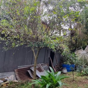 Casa com 100m², 3 dormitórios, 1 vaga, no bairro Panazzolo em Caxias do Sul para Comprar