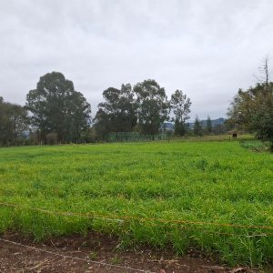 Chácara, no bairro Interior em São Marcos para Comprar