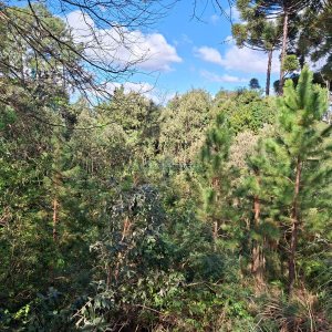 Terreno com 1080m², no bairro Vila Horn em Caxias do Sul para Comprar