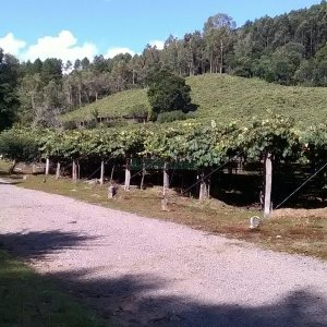 Chácara com 180m², 3 dormitórios, 1 vaga, no bairro Criúva em Caxias do Sul para Comprar