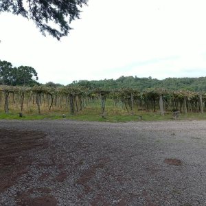 Chácara com 180m², 3 dormitórios, 1 vaga, no bairro Criúva em Caxias do Sul para Comprar