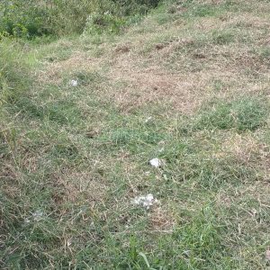Terreno, no bairro Nossa Senhora das Graças em Caxias do Sul para Comprar