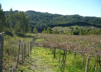 Chácara, no bairro Forqueta em Caxias do Sul para Comprar